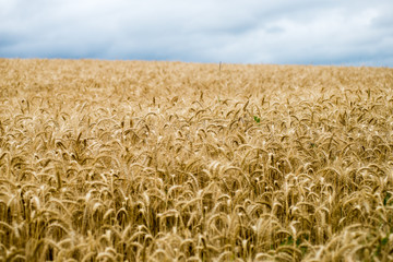 Summer Landscape with Wheat Field and Clouds