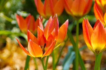 Obraz premium Wildtulpe - wild tulip 14