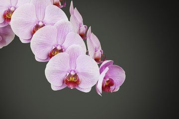 pink orchid blossom