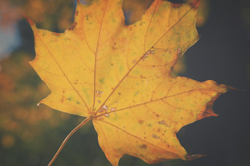 yellow leaves in autumn park