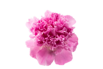 peony flower isolated