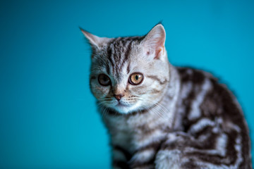 Fototapeta na wymiar Scottish straight British kitten