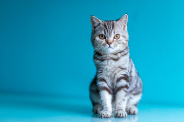 Fototapeta na wymiar Scottish straight British kitten