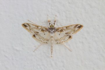 Close up of moth