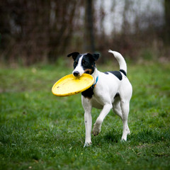 Fox terrier with frisbee