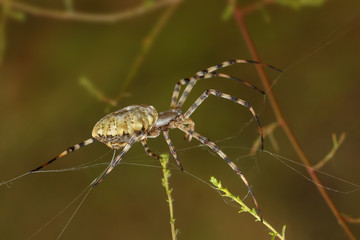 Closeup Spider-squash (argiope lobata) spinning a web among the grass