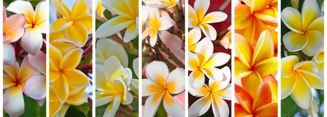 Deurstickers fleurs exotiques de frangipanier  © Unclesam