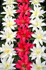 Group of pink and white artificial flower