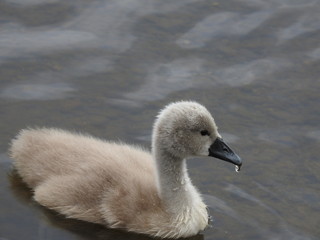 Adorable swan babi