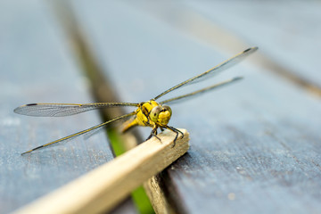 Libelle | Odonata