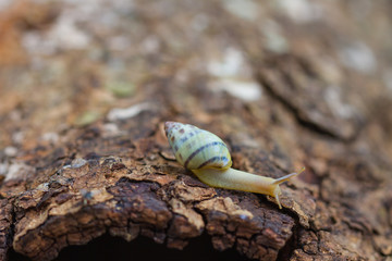Tree snail on the trunk