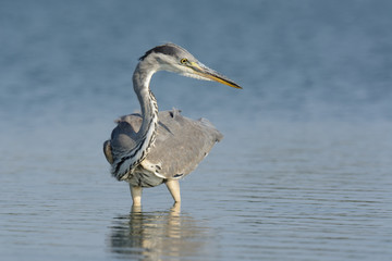 Graureiher auf Nahrungssuche am See - Fischreher