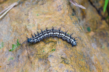 Close up Worm, caterpillars