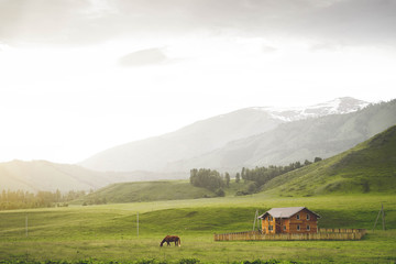 Лошадь в горах у дома © estas