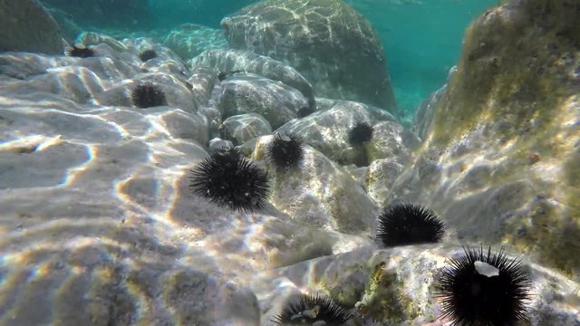 Sea urchins in the shallow coastal water (Paracentrotus lividus & Arbacia lixula). Chalkidiki, Greece.This video is about Greece PRJ