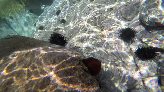 Sea urchins & Red  Tunicate in the shallow coastal water. Chalkidiki, Greece.