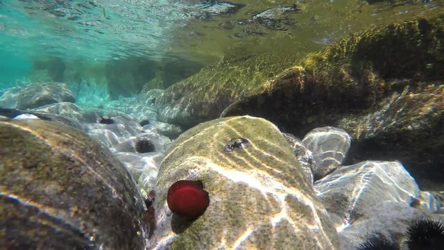Sea urchins & Red  Tunicate in the shallow coastal water. Chalkidiki, Greece.