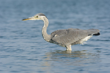 Graureiher auf Nahrungssuche am See - Fischreher
