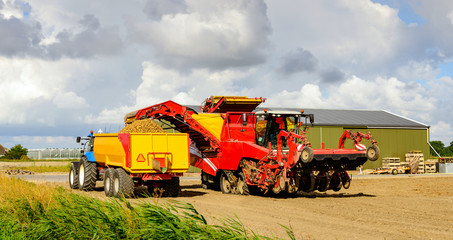 Fototapeta premium Red potato lifter loads grubbed potatoes in a yellow cereal tipp
