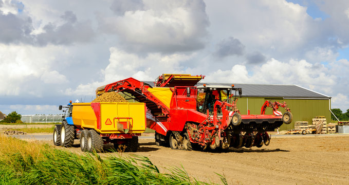 Red potato lifter loads grubbed potatoes in a yellow cereal tipp