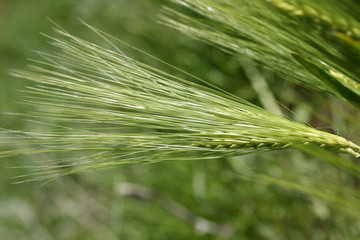 Field wheat  