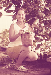 Mature woman   harvesting cucumbers