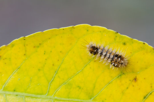 Close up Worm, caterpillars