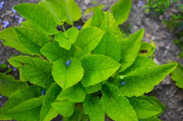nature background of leaves on the front  the ground