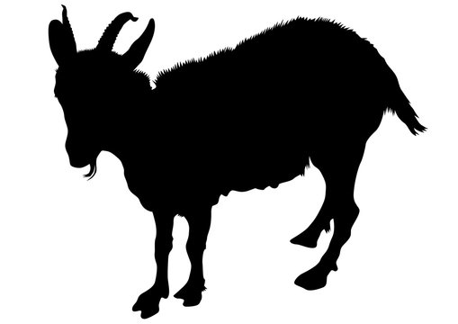 Wild goat with horns on a white background