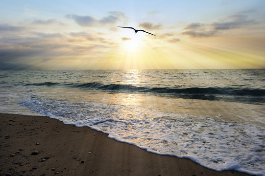 Bird Flying Sunset Flight Inspirational Soaring Hope Ocean Beautiful Sunrise Divine Silhouette