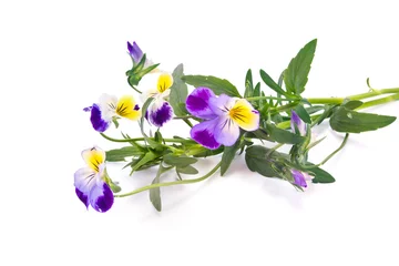 Foto op Plexiglas Viooltjes Flower Viola driekleur of viooltje