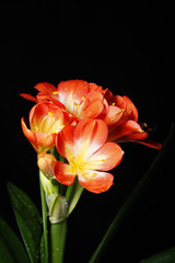 Clivia