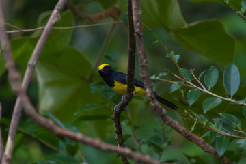 Sultan tit male in the nature