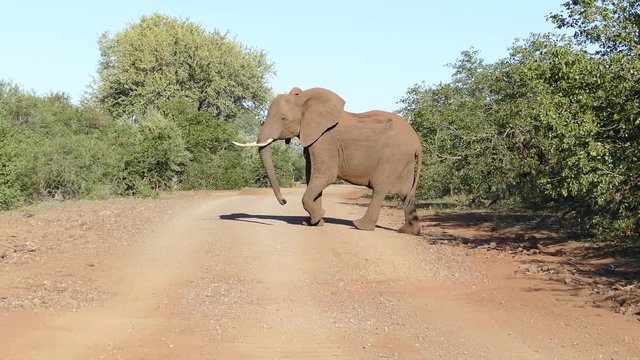 Single elephant cow crosses the gravel road, stops at the middle of the road, looks to the viewer and walks further.