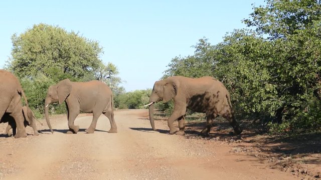 Elephant herd of the Kruger national park walks out of the bush and crosses the gravel road.