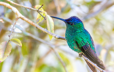 Beija-flor.