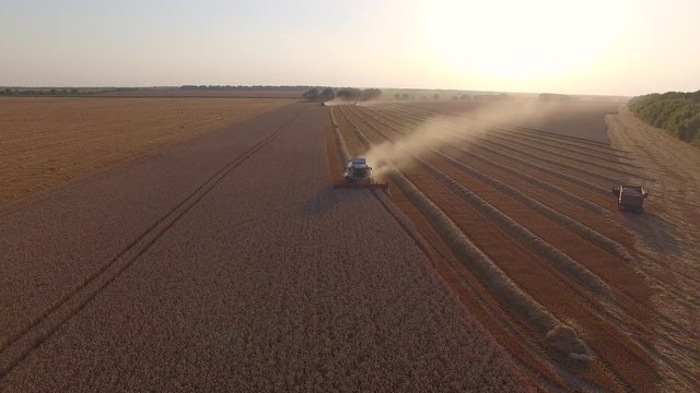 harvester threshing wheat at sunset.