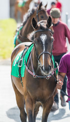 Obraz premium Race horses walking around the parade ring 
