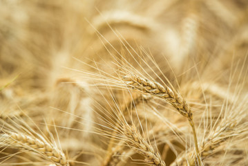 Field of ripe wheat