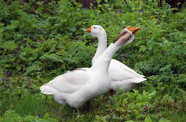 Domestic goose on natural background
