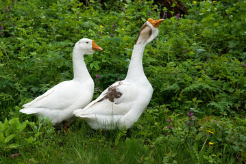 Two white goose on natural background