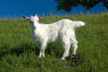 Young white goat on the green grass