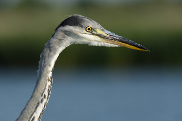 Graureiher auf Nahrungssuche am See - Fischreher