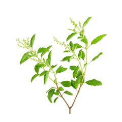 Basil flower, stalk and leaves on a white background.