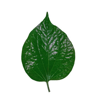 Fresh chaplo leaves or piperaceae isolated on white background