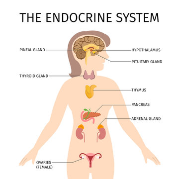 Schematic colorful vector illustration of female endocrine system