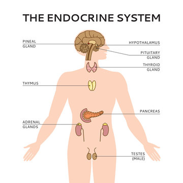 Schematic colorful vector illustration of male endocrine system