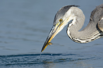 Graureiher auf Nahrungssuche am See - Fischreher