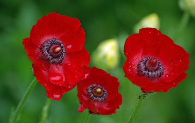 Anémones rouge vif après la pluie, parc floral Paris