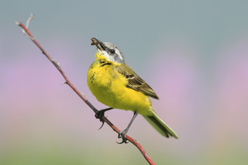 yellow bird Wagtail sitting on a branch with insect in its beak
